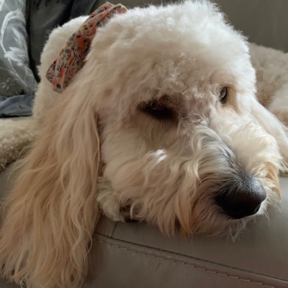 shaggymaggie